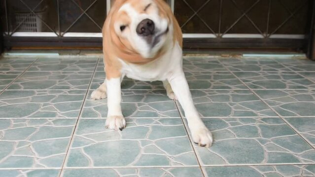 Beagle dog 2 color lie on floor after get up walk flick the ear. 