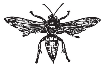 illustration of a wasp