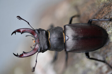 Männlicher Hirschkäfer
