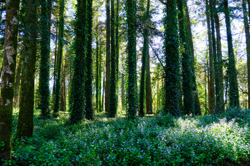 Forêt Sintra Portugal