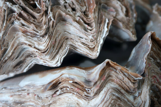 Austernschale - oyster shell