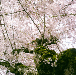 Pink and white cherry blossoms on a cherry tree