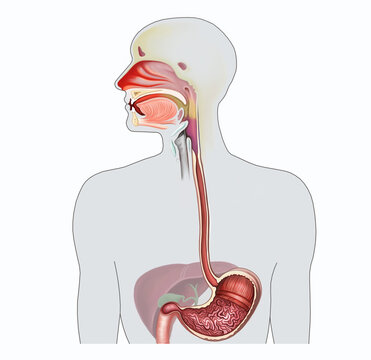 the structure of the nasopharynx and esophagus