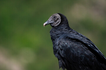 Portrait of Black Vulture (Coragyps atratus) with a green background.