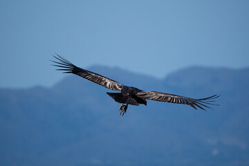 Andean Condor (Vultur gryphus) flying towards the mountains with a view from behind.