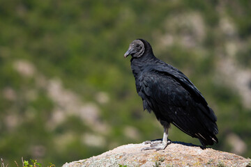 Black Vulture (Coragyps atratus) perched on a rock with green vegetation in the background.
