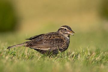A Long-tailed meadowlark (Sturnella loyca obscura) feeding in a pasture in the province of Córdoba, Argentina.