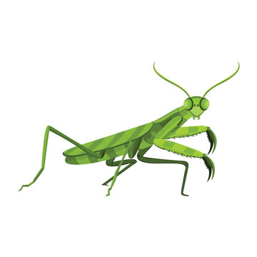 Vector Cartoon praying mantis Character isolated illustration