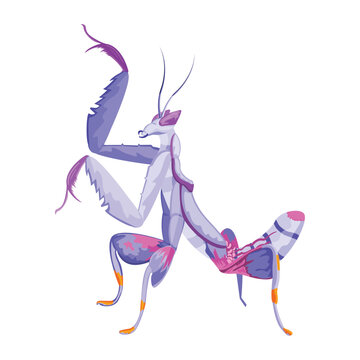 Vector Cartoon Orchid mantis Character isolated illustration