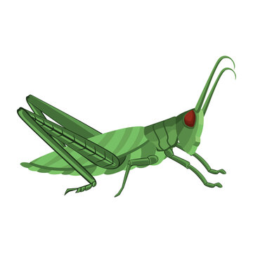 Vector Cartoon Grasshopper Character isolated illustration