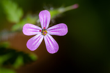 A colorful  purple blossom against a dark background