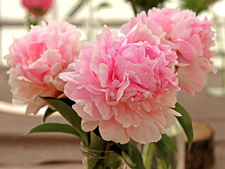 Lady Orchid Peony, slightly fragrant, soft lavender-pink, fully-double blooms