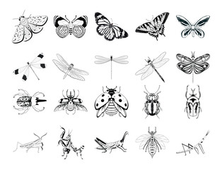 Set Vector Cartoon Entomology Insects Character isolated illustration