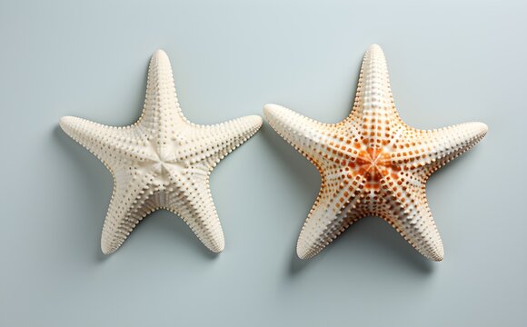 Aerial view of sea star duo in varied species, grey background, flat lay, oceanic element, Generative AI, Generative, KI
