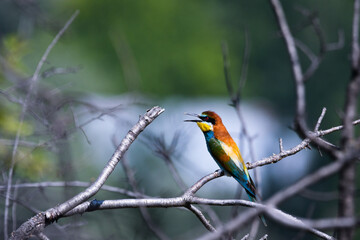 bee-eater, any of about 25 species of brightly colored birds of the family Meropidea. bird resting...