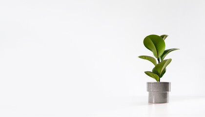 Ficus home plant green leaves on white background with copy space. Tropical, botanical concept. Minimalism and house plant.