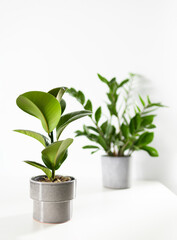 Zamioculcas and ficus home plant green leaves on white background with copy space. Tropical, botanical concept. Minimalism and house plant.	