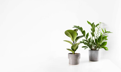 Zamioculcas and  ficus home plant green leaves on white background with copy space. Tropical, botanical concept. Minimalism and house plant.