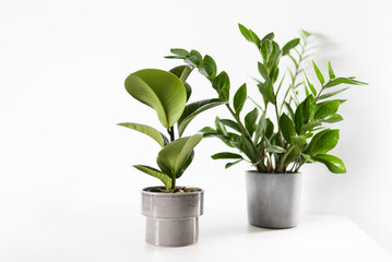 Fototapeta na wymiar Zamioculcas and ficus home plant green leaves on white background with copy space. Tropical, botanical concept. Minimalism and house plant.