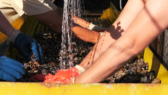 Cultivation of sea mussels. A working artel on the seashore. Animal raw materials. Marine farm.