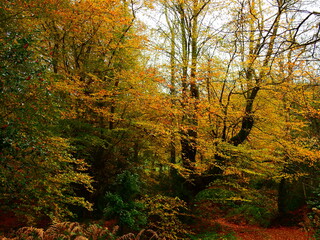 Otoño cromático  dentro de un bosque , con colores verdes, amarillos y rojos