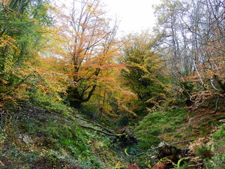 Bosque de hayas en otoño predominando los verdes y amarillos