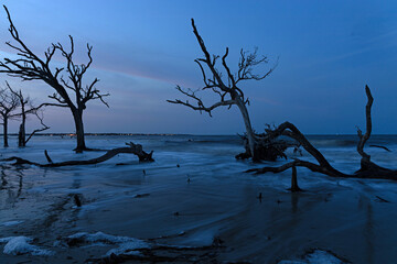 Driftwood beach at Jekyll Island in Georgia in the blue hour