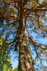 Die Tokstad Kiefer, Tokstadfurua steht am Pilgerweg Olavsweg, Gudbrandsdalsleden und stammt aus dem Jahr 1516.Der Baum ist eine Pilgerkiefer. Es gibt eine Wallfahrt von der Veldre Kirche zur Kiefer