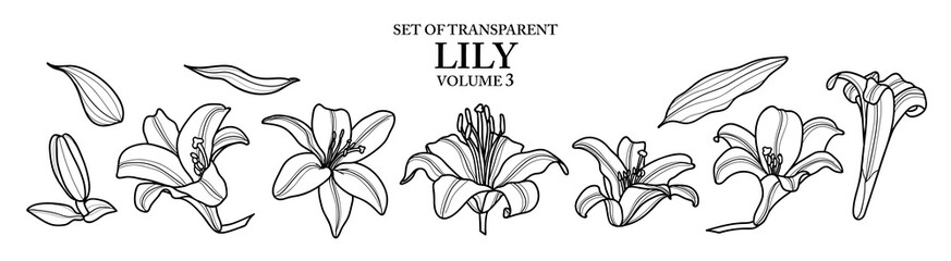 Cute hand drawn isolated black outline of lily on transparent background png file (Volume 3)