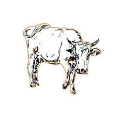 Color sketch of a cow with transparent background
