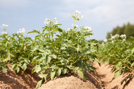 potato plant. Blossoming of potato fields, potatoes plants with white flowers growing on farmers fiels