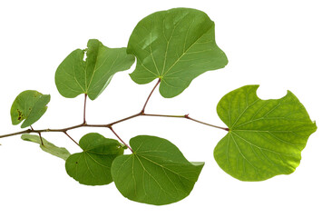 Branch