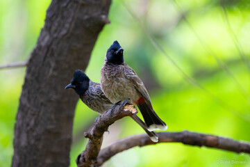 Pair of Red-vented Bulbul