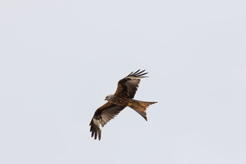 Red kite (Milvus milvus) flying in the cloudy sky
