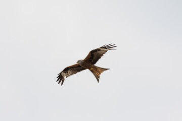 Red kite (Milvus milvus) flying in the cloudy sky
