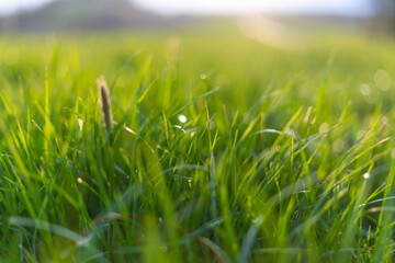 Grünes Gras auf der Wiese