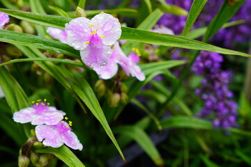 nursery of ornamental plants in summer with pink flowers of tradescantia Chablis with yellow stamens and blue sage in drops after rain