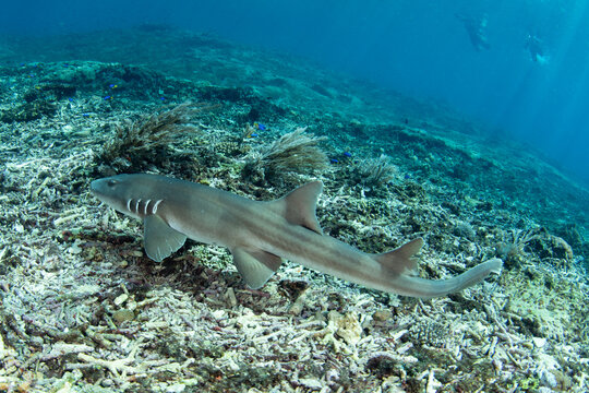 A Brownbanded bamboo shark, Chiloscyllium punctatum, swims over a coral reef in Komodo National Park, Indonesia. This interesting elasmobranch is mostly nocturnal and feeds on fish and invertebrates.