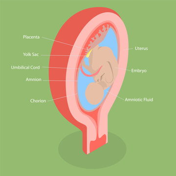 3D Isometric Flat Vector Conceptual Illustration of Placenta Anatomical Structure, Aducational Labeled Diagram