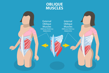 3D Isometric Flat Vector Conceptual Illustration of Internal Oblique Muscles, Anatomical Scheme