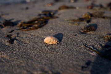 Shell 