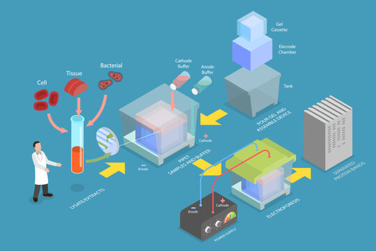 3D Isometric Flat Vector Conceptual Illustration of Western Blot, Biochemical Analysis