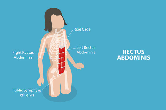 3D Isometric Flat Vector Conceptual Illustration of Rectus Abdominis, Core Muscle Anatomy