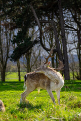 Fototapeta premium Deer in Phoenix Park