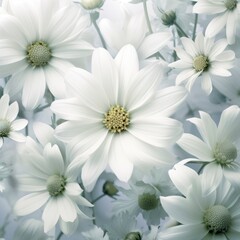 White daisy wallpaper