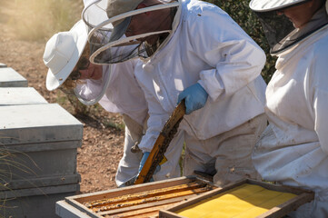  Beekeepers working collect honey. Beekeeping concept.
