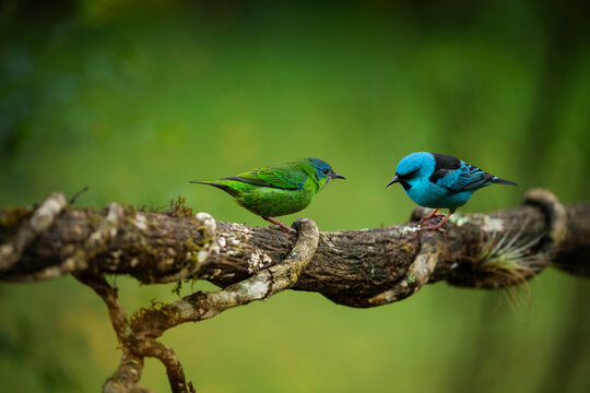 Blue dacnis couple. Male and Female of Dacnis cayana bird at Atlantic Forest. 