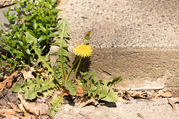 This pretty little dandelion is growing out of the cement sidewalk. His leafy green body with the pretty yellow flowers looking towards the sun.