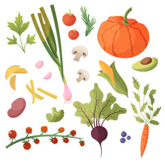 Colorful style set of vegetables. Garlic, pumpkin, mushrooms, tomatoes, broccoli, rosemary, carrot, vector illustration