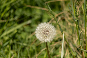 Obraz na płótnie Canvas This is a picture of a dandelion in its seed dispersal stage. The white fluffy area is called a pappus with so many seeds attached. Each one has its own parachute to get carried off by the wind.